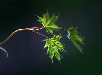 Similar image 1548325