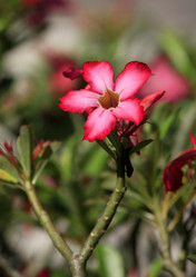 Similar image 1548330