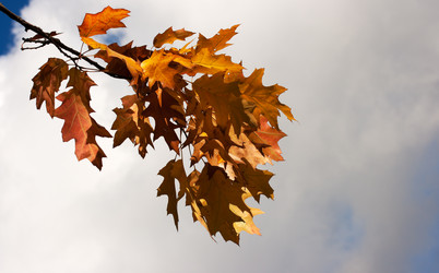 Similar image 1548483