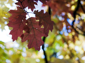 Similar image 1548488