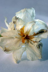 Similar image 1548631