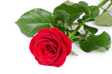 Similar image 1549818