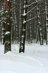 Similar image 1550153