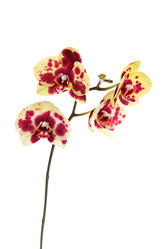 Similar image 1551897