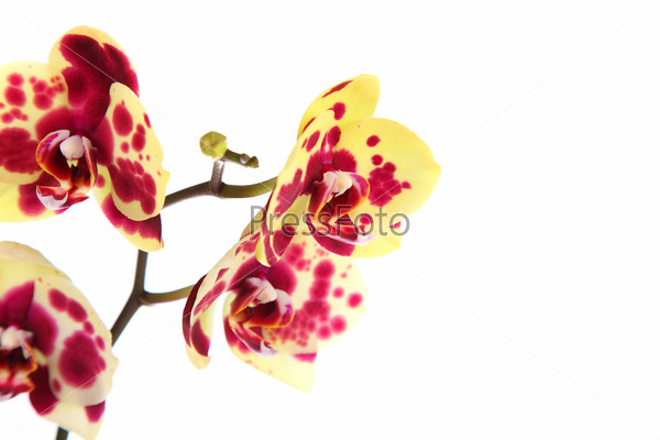 Орхидея Фаленопсис мини желтая с прожилками