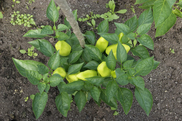 Similar image 1552768