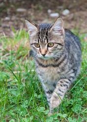 Similar image 1554025