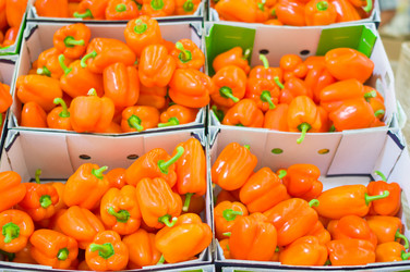 Similar image 1554241