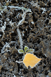 Similar image 1554360