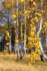 Similar image 1554363