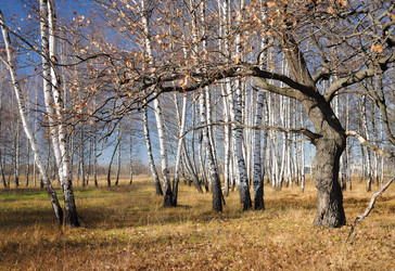 Similar image 1554365