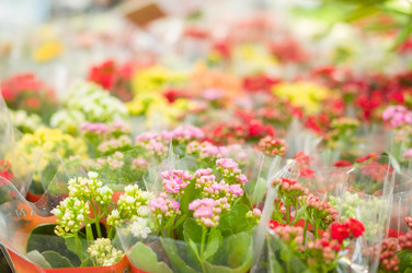 Similar image 1554715