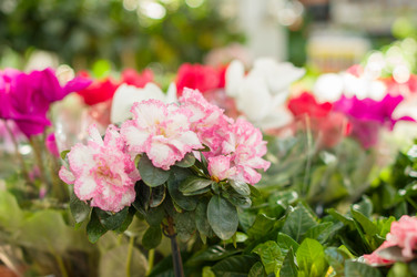 Similar image 1554716