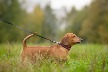 Similar image 1554928