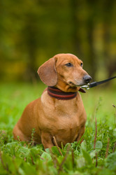 Similar image 1554931