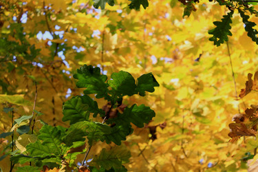 Similar image 1555319