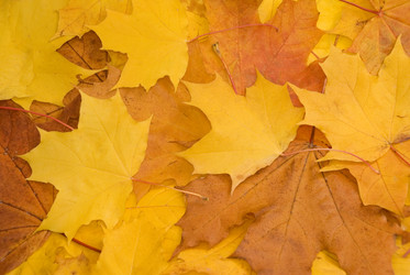 Similar image 1555391