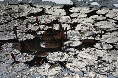 Similar image 1555797