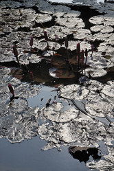 Similar image 1555798