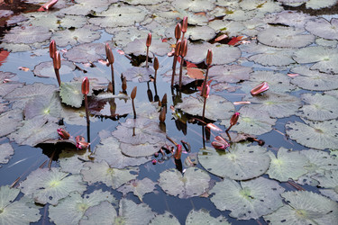 Similar image 1555801