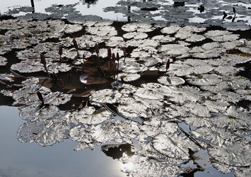 Similar image 1555805