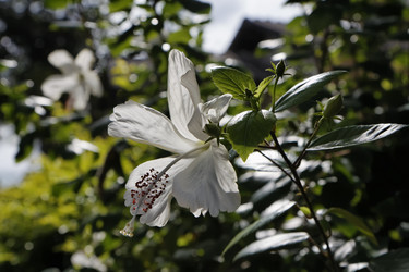 Similar image 1555827