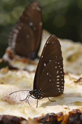 Similar image 1555960