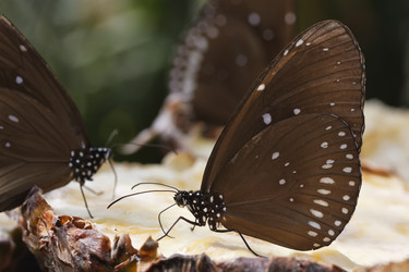 Similar image 1555966