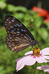 Similar image 1555990