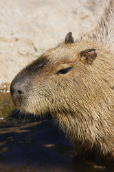 Similar image 1556127