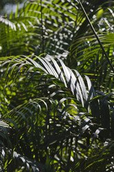 Similar image 1556145