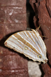 Similar image 1556163