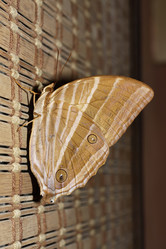 Similar image 1556411