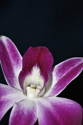 Similar image 1556604