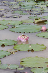 Similar image 1556851