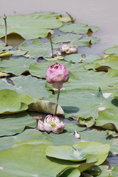 Similar image 1556854