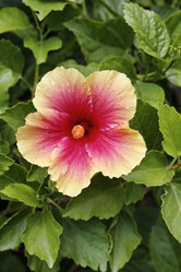 Similar image 1556858