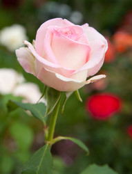 Similar image 1557006