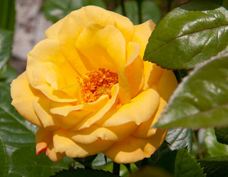 Similar image 1557038