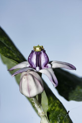 Similar image 1557100