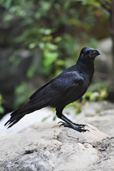 Similar image 1557165