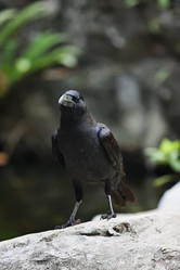 Similar image 1557167