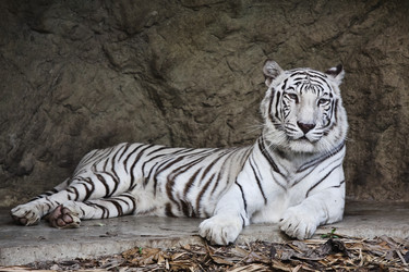 Similar image 1557181