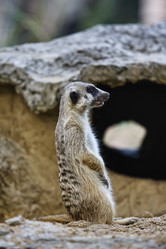 Similar image 1557182