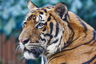 Similar image 1557186