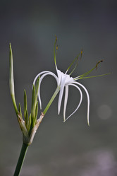 Similar image 1557254