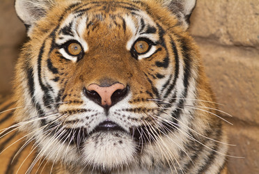 Similar image 1557323