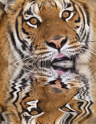 Similar image 1557367