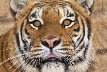 Similar image 1557371