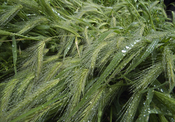 Similar image 1557416